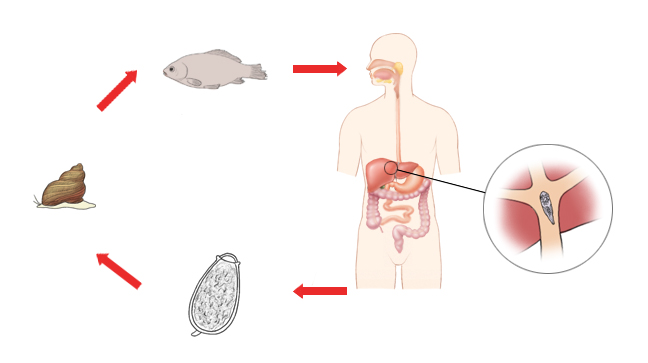 간흡충의 생활주기 및 담관에서 관찰되는 성충의 모습