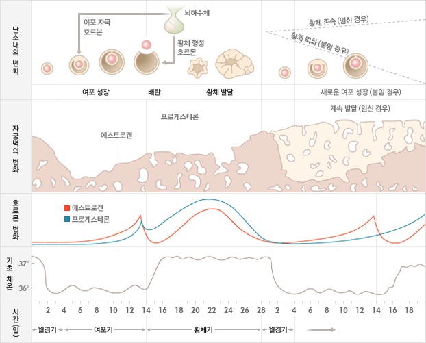 여성의 생식 주기