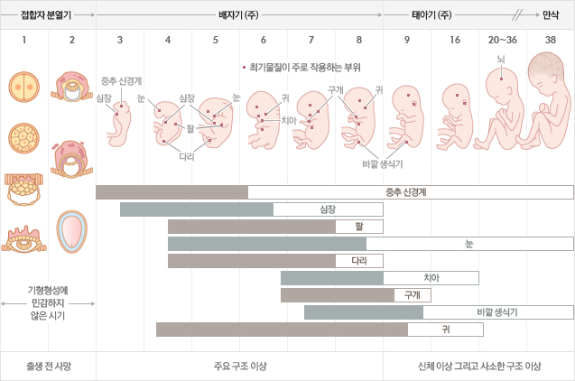 태아의 성장 과정