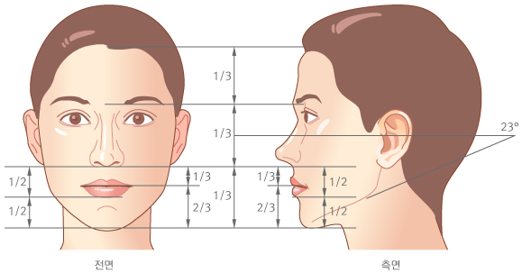 미용적으로 균형 잡힌 얼굴