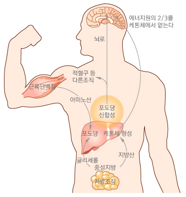 단식을 했을 때의 신체 변화